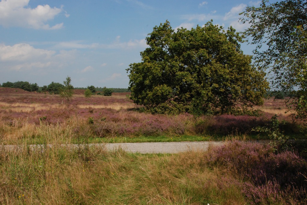 Mediation aan de Veluwe